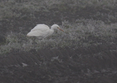 Kohger Bubulcus ibis [Cattle Egret]