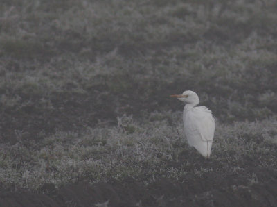 Kohger Bubulcus ibis [Cattle Egret]
