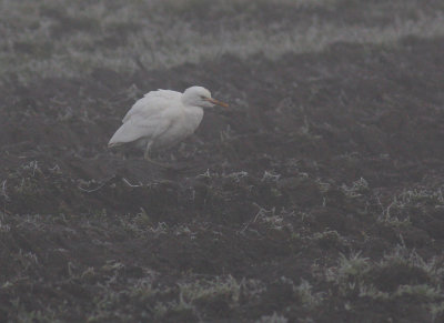 Kohger Bubulcus ibis [Cattle Egret]