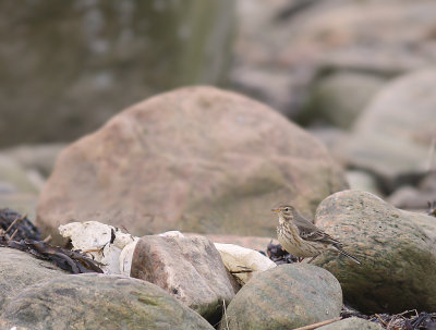 Hedpiplrka Anthus rubescens [Buff-bellied Pipit]