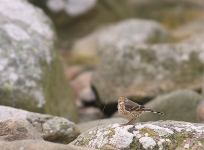 Hedpiplrka Anthus rubescens [Buff-bellied Pipit]