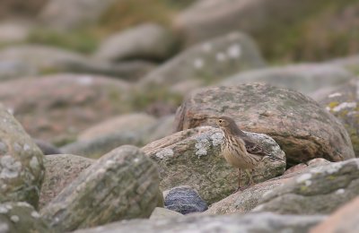 Hedpiplrka Anthus rubescens [Buff-bellied Pipit]