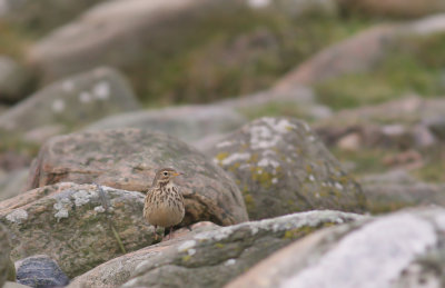 Hedpiplrka Anthus rubescens [Buff-bellied Pipit]