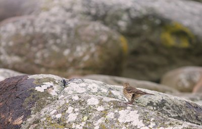 Hedpiplrka Anthus rubescens [Buff-bellied Pipit]