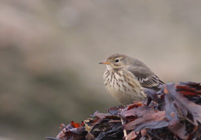 Hedpiplrka Anthus rubescens [Buff-bellied Pipit]