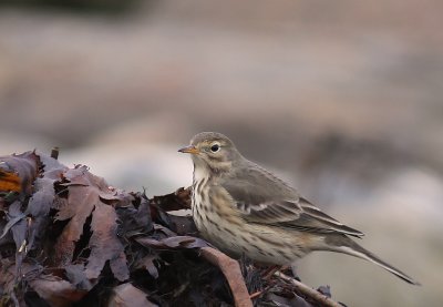 Hedpiplrka Anthus rubescens [Buff-bellied Pipit]