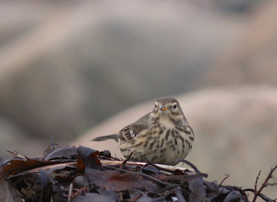 Hedpiplrka Anthus rubescens [Buff-bellied Pipit]