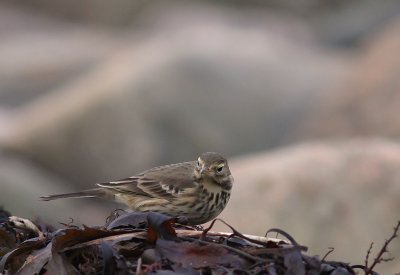 Hedpiplrka Anthus rubescens [Buff-bellied Pipit]