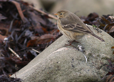 Hedpiplrka Anthus rubescens [Buff-bellied Pipit]