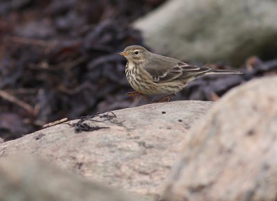 Hedpiplrka Anthus rubescens [Buff-bellied Pipit]
