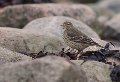 Hedpiplrka Anthus rubescens [Buff-bellied Pipit]