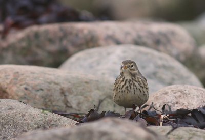 Hedpiplrka Anthus rubescens [Buff-bellied Pipit]