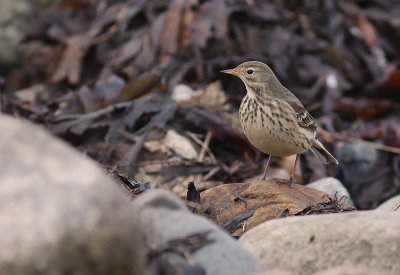 Hedpiplrka Anthus rubescens [Buff-bellied Pipit]