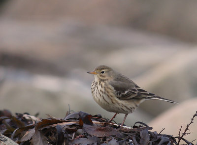 Hedpiplrka Anthus rubescens [Buff-bellied Pipit]