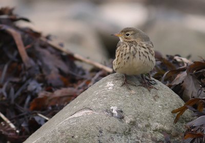 Hedpiplrka Anthus rubescens [Buff-bellied Pipit]