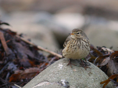 Hedpiplrka Anthus rubescens [Buff-bellied Pipit]