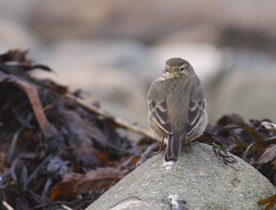 Hedpiplrka Anthus rubescens [Buff-bellied Pipit]