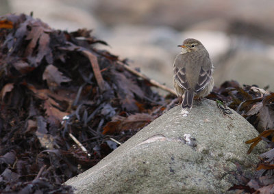 Hedpiplrka Anthus rubescens [Buff-bellied Pipit]