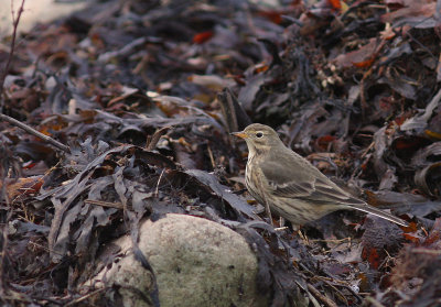 Hedpiplrka Anthus rubescens [Buff-bellied Pipit]