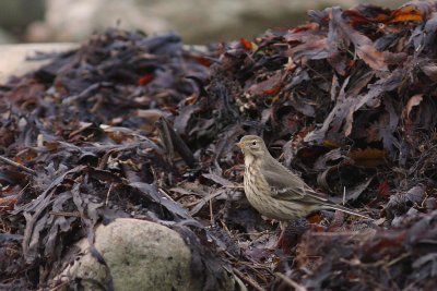 Hedpiplrka Anthus rubescens [Buff-bellied Pipit]