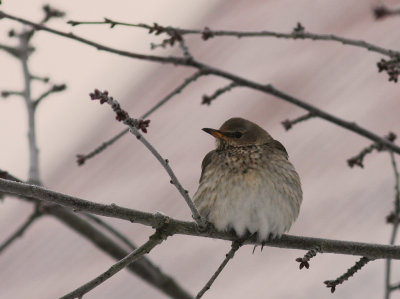 Taigatrast Turdus ruficollis [Dark-throated Thrush]