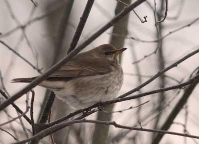 Taigatrast Turdus ruficollis [Dark-throated Thrush]