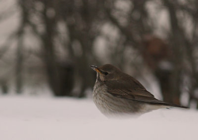 Taigatrast Turdus ruficollis [Dark-throated Thrush]