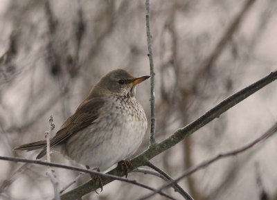 Taigatrast Turdus ruficollis [Dark-throated Thrush]