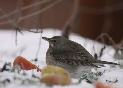 Taigatrast Turdus ruficollis [Dark-throated Thrush]