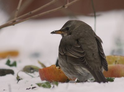 Taigatrast Turdus ruficollis [Dark-throated Thrush]