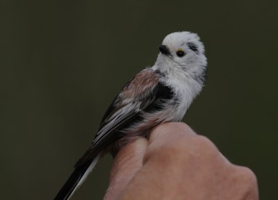 Stjrtmes [Long-tailed Tit] (IMG_6908)