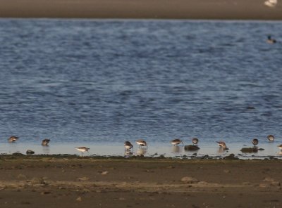 Vitgumpsnppa Calidris fuscicollis [White-rumped Sandpiper]