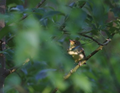 Polyglottsngare [Melodious Warbler] (