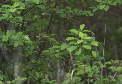 Polyglottsngare Hippolais polyglotta [Melodious Warbler]
