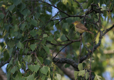 Polyglottsngare Hippolais polyglotta [Melodious Warbler]