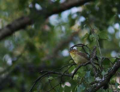 Polyglottsngare Hippolais polyglotta [Melodious Warbler]