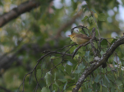 Polyglottsngare Hippolais polyglotta [Melodious Warbler]