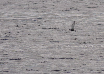 g1/78/746378/3/114124152.SXOZ5Oyg.jpg
