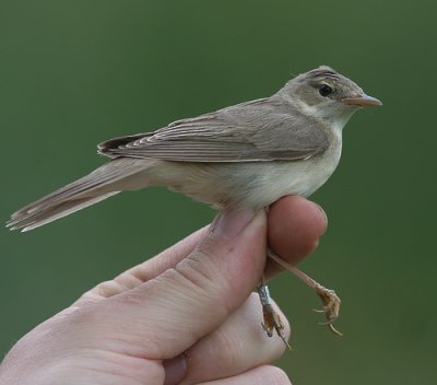 Krrsngare [Marsh Warbler]