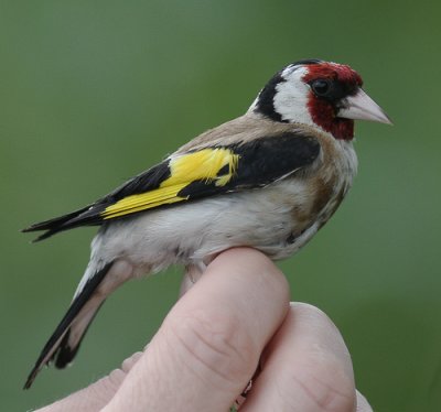 Steglits [European Goldfinch] (IMG_6488)