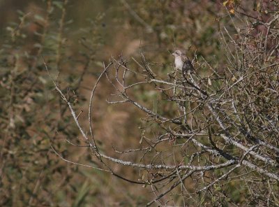 Rdhuvad trnskata Lanius senator [Woodchat Shrike]