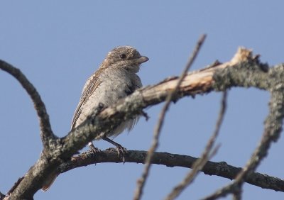 Rdhuvad trnskata Lanius senator [Woodchat Shrike]
