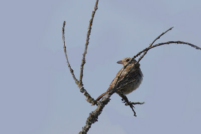 Rdhuvad trnskata Lanius senator [Woodchat Shrike]
