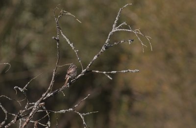 Rdhuvad trnskata Lanius senator [Woodchat Shrike]