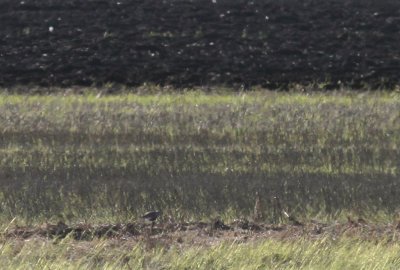 Stppvipa Vanellus gregarius [Sociable Lapwing]