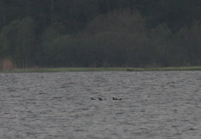 Vitnackad svrta Melanitta perspicillata [Surf Scoter]