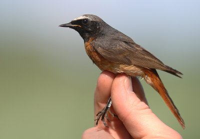 Rdstjrt [Common Redstart] (IMG_3825)