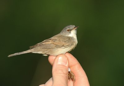 Trnsngare [Common Whitethroat] (IMG_5472)