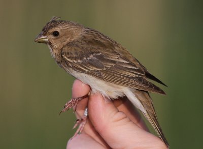 Rosenfink [Common Rosefinch] (IMG_5788)