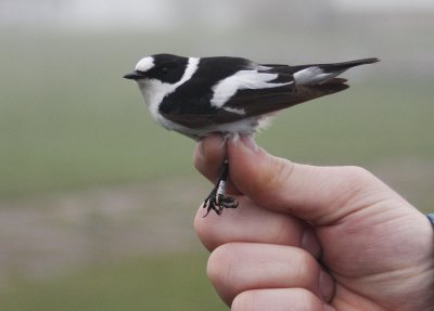 Halsbandsflugsnappare [Collared Flycatcher] (IMG_9157)